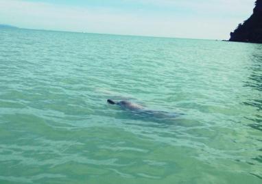Dolphins Khanom3