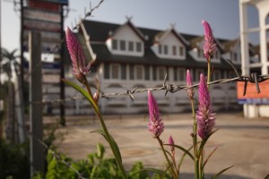 Beauty in Chiang Mai 