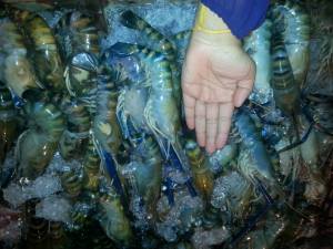 1505090_10151971641248124_1119303183_n